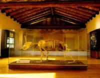 1_orso_preistoria