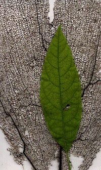 corallofoglia